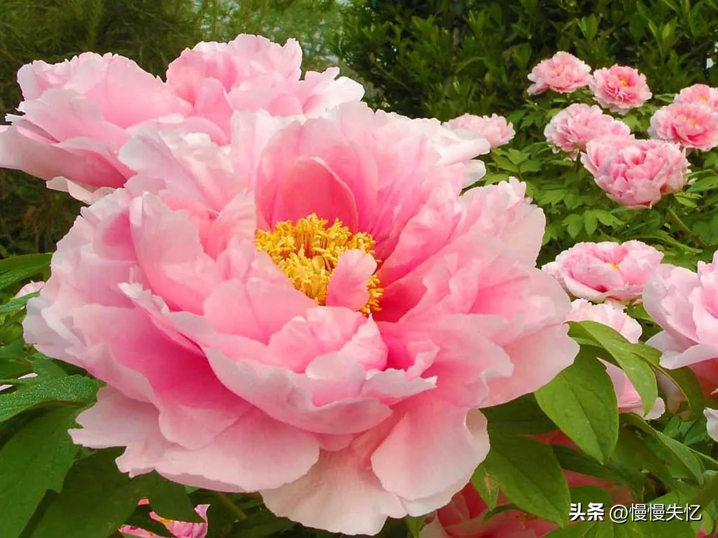 历代咏牡丹花诗词大全,关于牡丹花的古诗刘禹锡