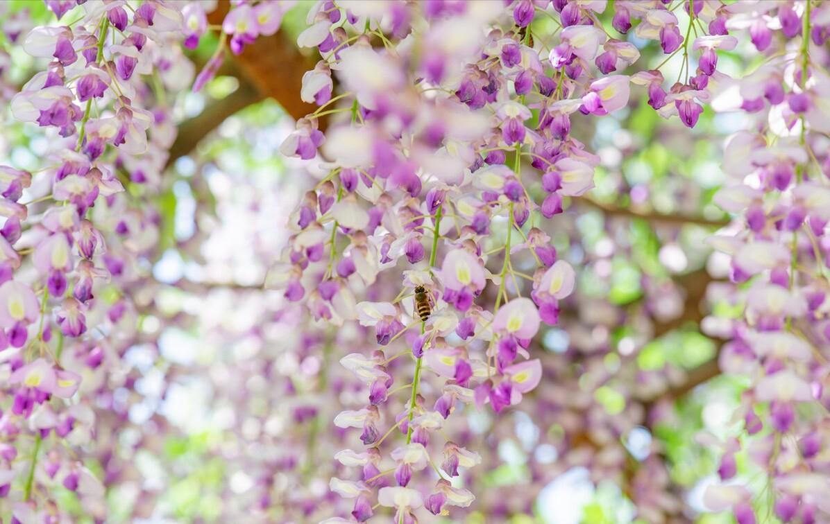 庭院四季常青不怕晒又耐寒的花树,适合在庭院里种植的花树有哪些