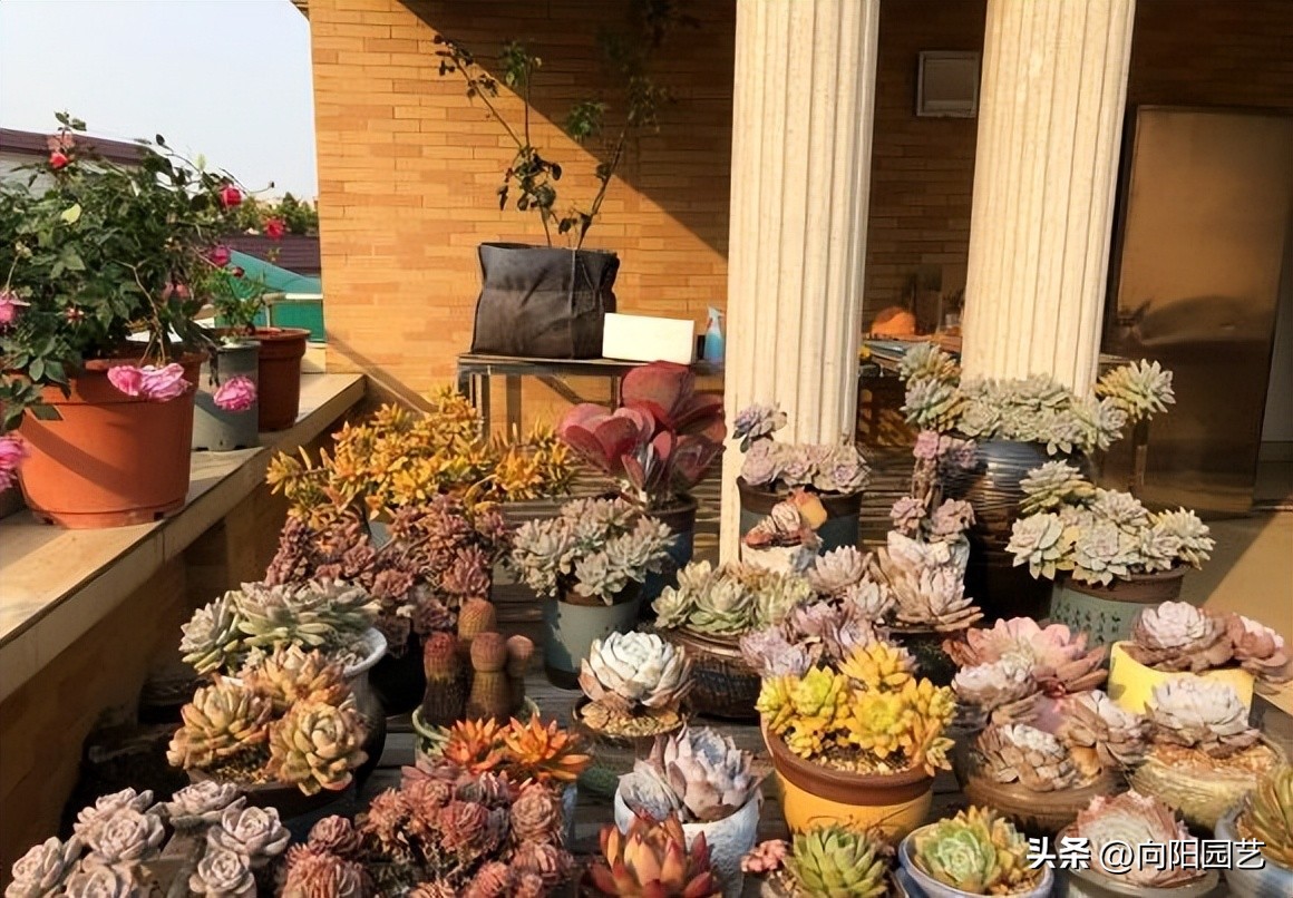 花卉生意有多少利润,花卉生意好做吗赚钱吗