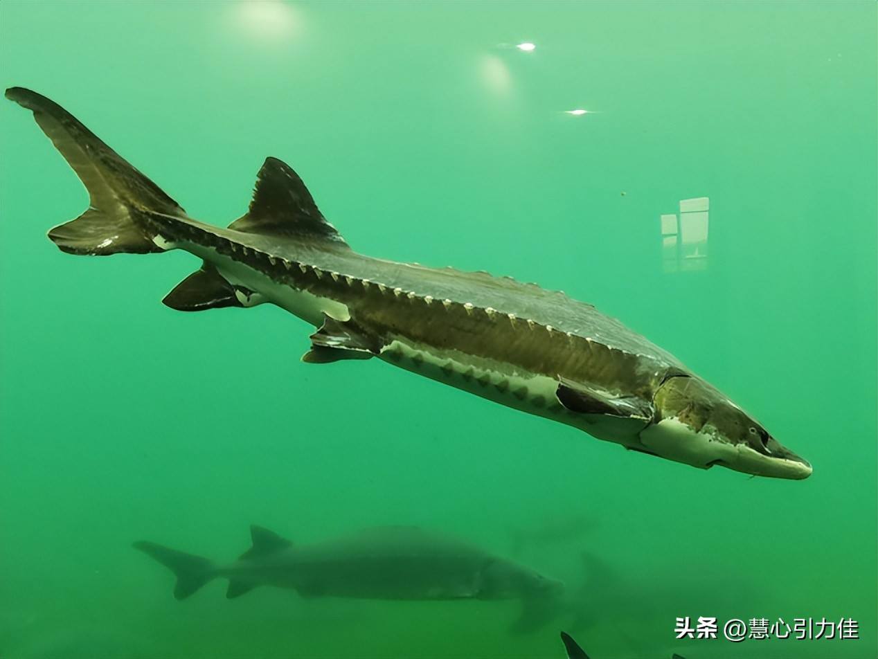 三峡大坝里最大鳡鱼,三峡大坝鱼群画面里部分大鳡鱼