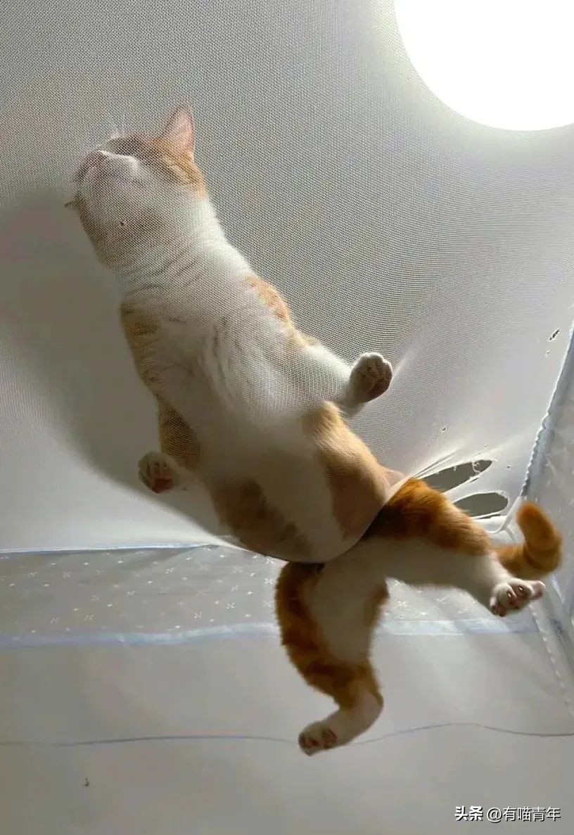 养猫不能放蟑螂药怎么办,养猫不能用的驱蚊方法