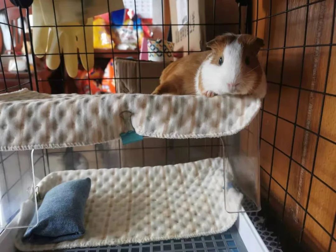 宠物兔荷兰猪得了肠炎怎么办?第397期