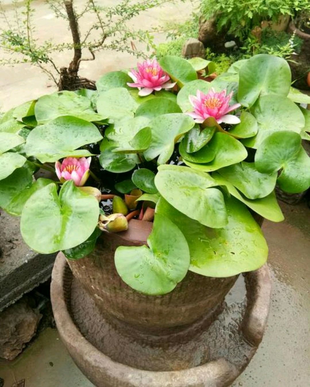 门前放大海财源滚滚来算违禁词吗,门前放大海好运滚滚来