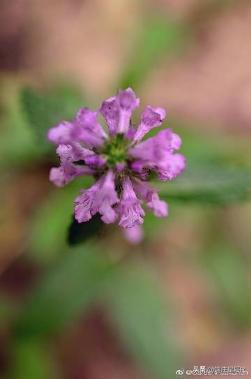 舒筋草的图片 (奶蓟草百科)