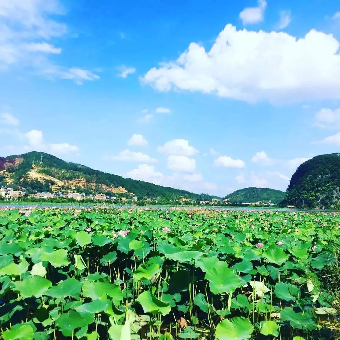 云南普者黑在哪个城市,云南普者黑最美的风景在哪里