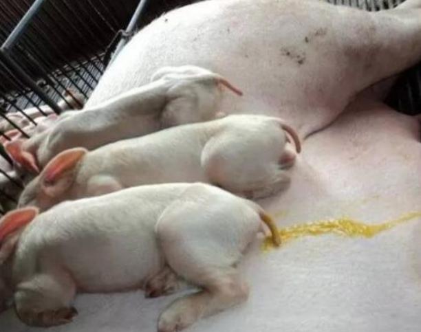 新生小猪拉稀怎么办,出生小猪腹泻拉稀怎么办