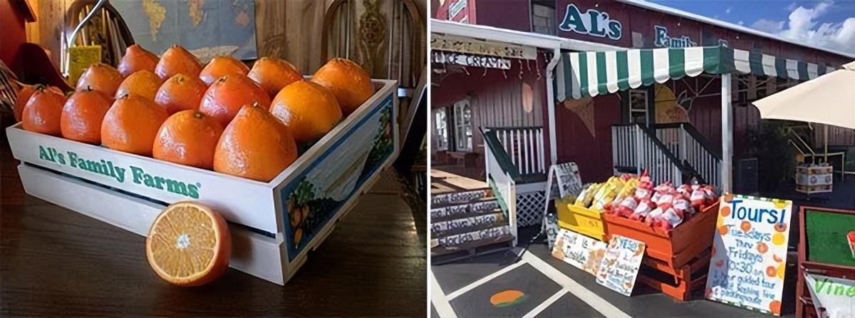 种植型家庭农场经营模式,新农田柑橘种植家庭农场