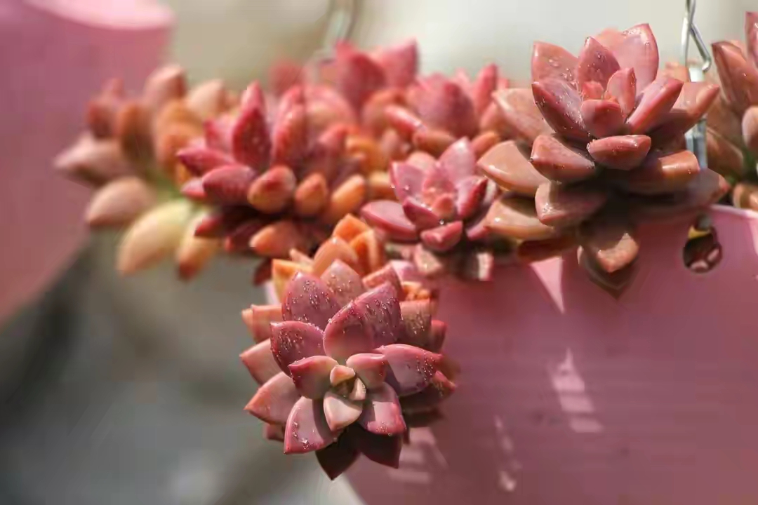 十二卷多肉的品种图鉴,100种多肉植物图片大全