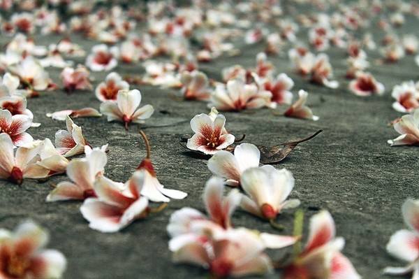 最值得收藏的100首五言绝句,惊艳古今的五言绝句