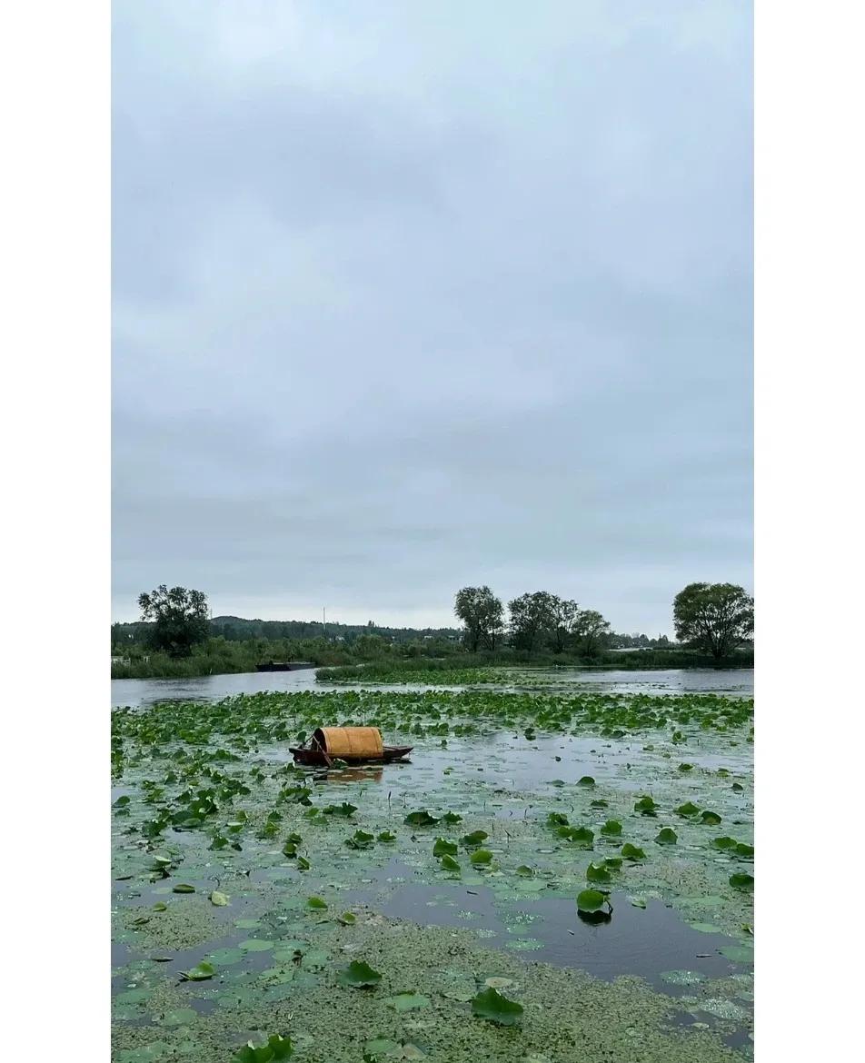 微山湖湿地与滕州红荷湿地哪个好,微山湖湿地和微山湖红荷湿地公园