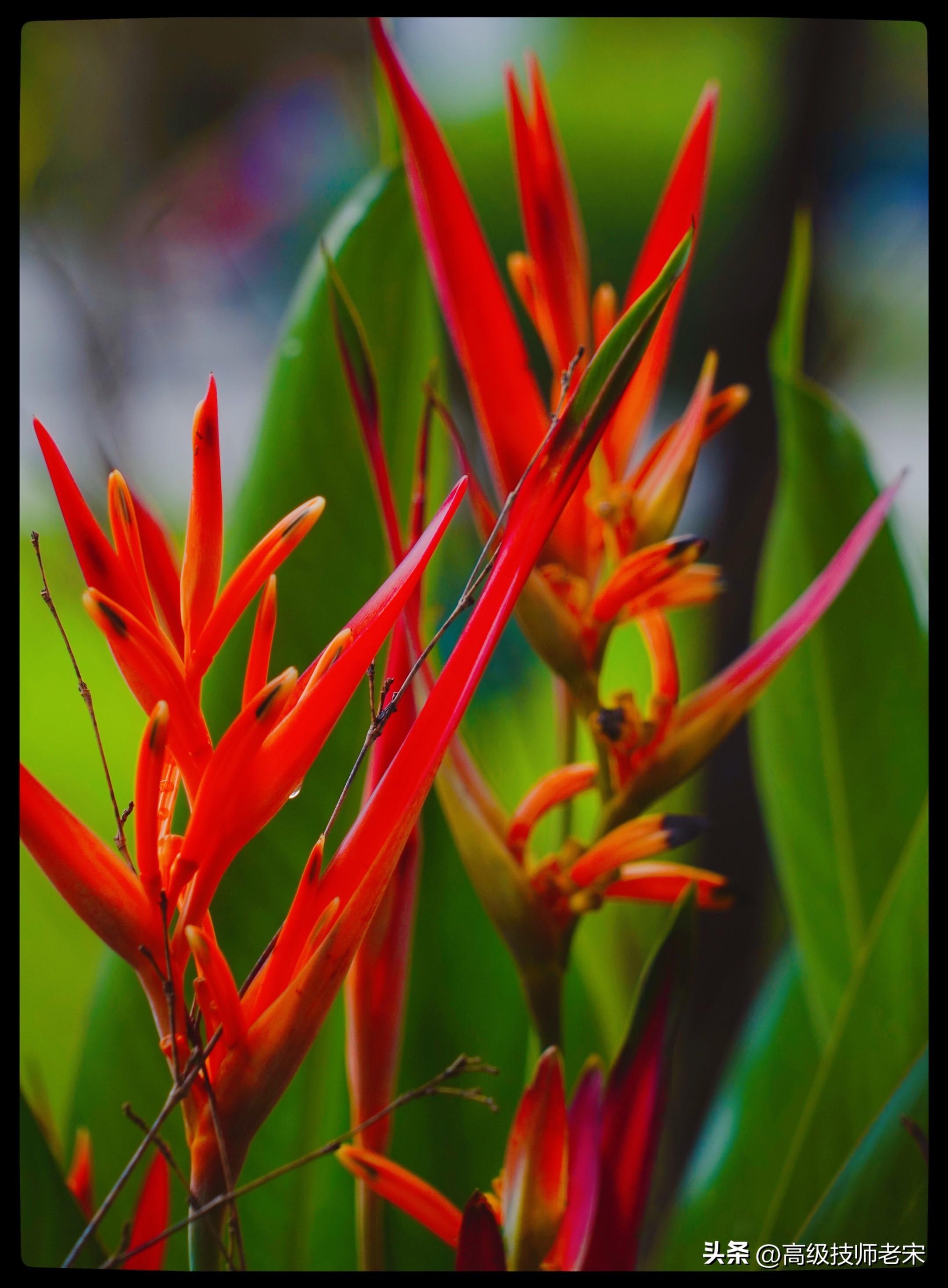 富贵鸟喜欢土潮湿养护吗,富贵鸟怎么管理和施肥