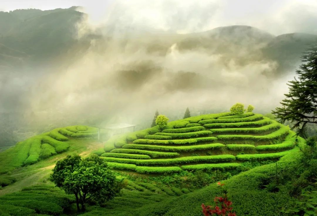 母亲节将至,送上这些长辈们都夸的“闽味侯礼”,孝顺又贴心!