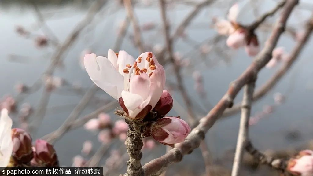 北京春花烂漫图,北京赏花梅花
