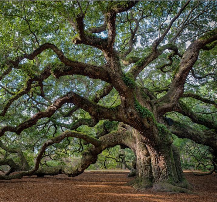 简述中国园林的特点,园林景观大揭秘