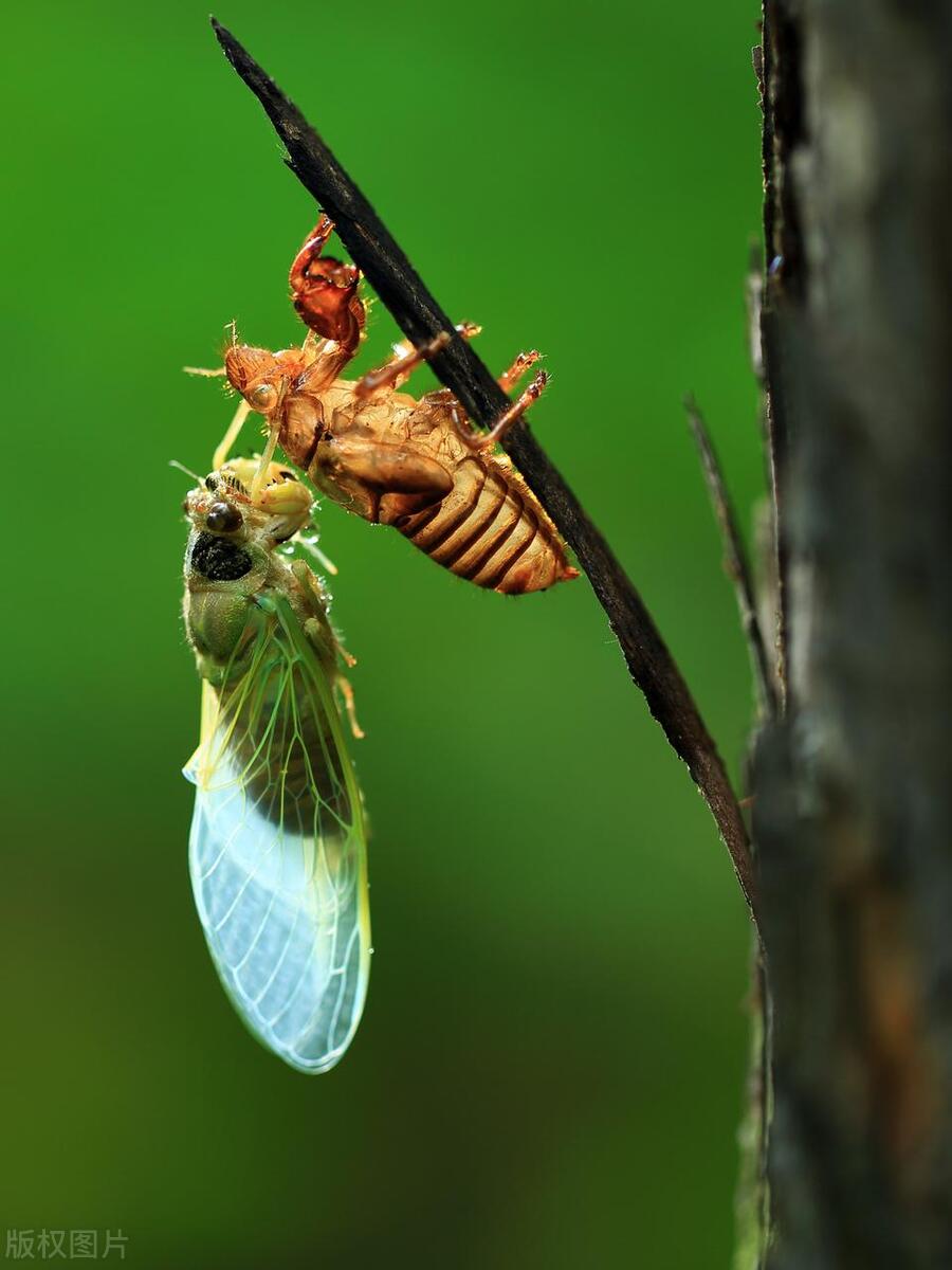 夏至五毒月怎么预防,地理人眼中的二十四节气夏至