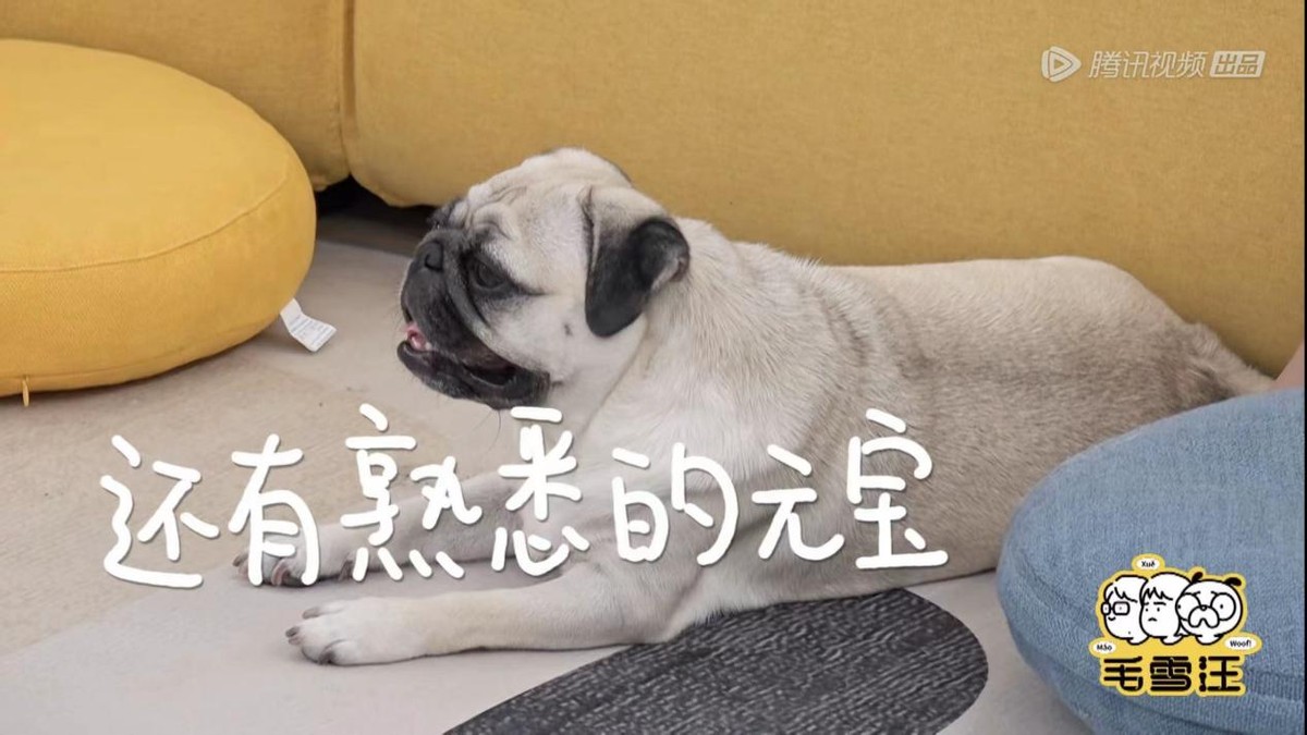 鹿晗毛雪汪是哪一期,毛雪汪夏番拟邀嘉宾