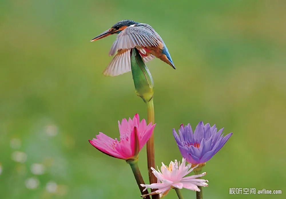 HiFi人生|音乐成为生活一部分走进2位用丹拿和声雅搭配的发烧之家