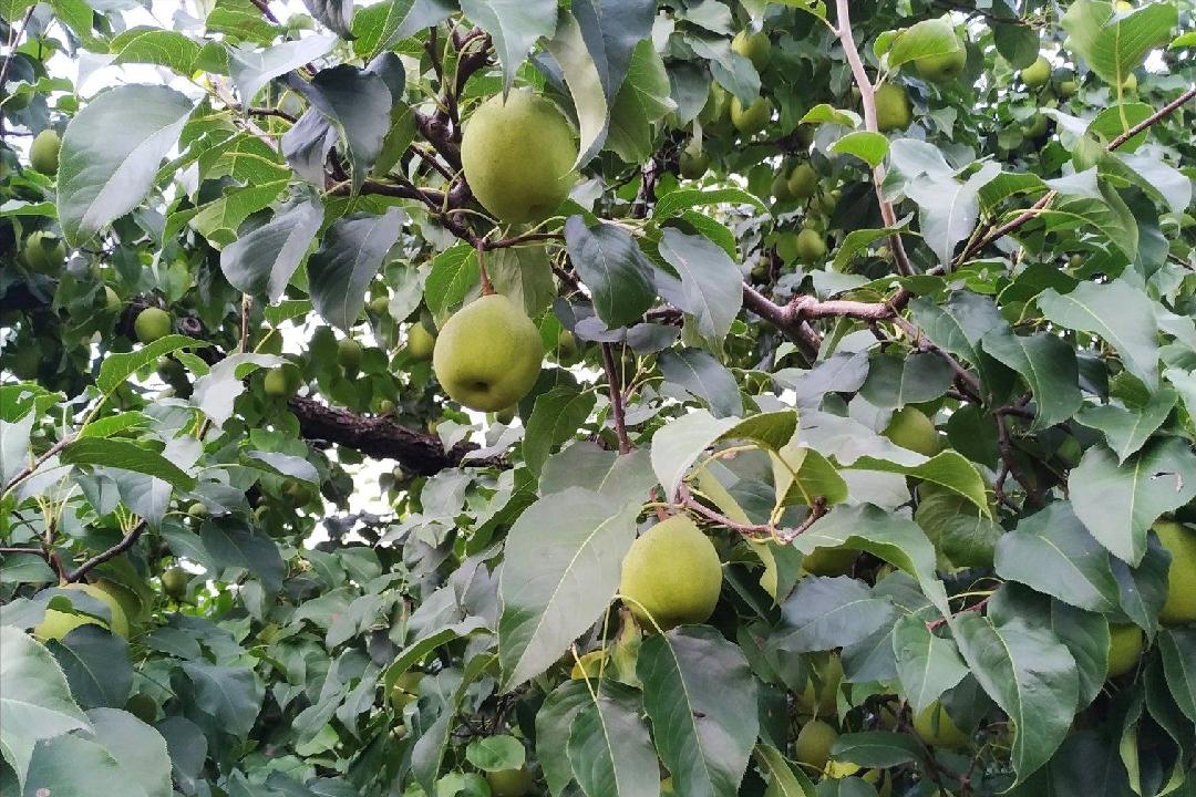 给梨抹药怎么抹合适,给梨抹药