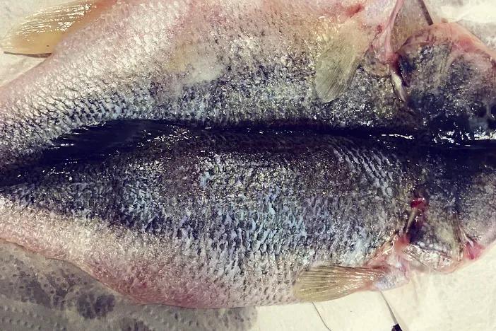 入秋后买海鲜，别忘挑5种“海鱼”，野生海鱼居多，肉质嫩还便宜