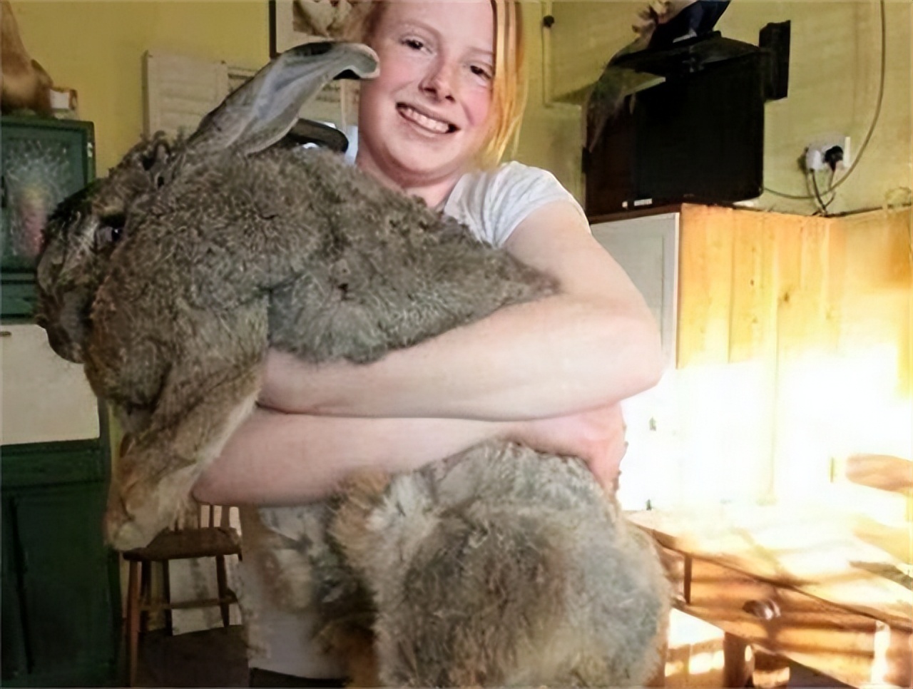 澳大利亚野兔泛滥成灾的原因,澳大利亚的野兔成灾结局