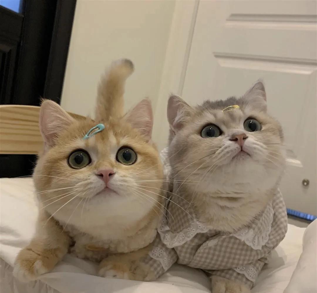 猫晚上乱尿白天不尿为什么,猫会在主人床上乱拉乱尿吗