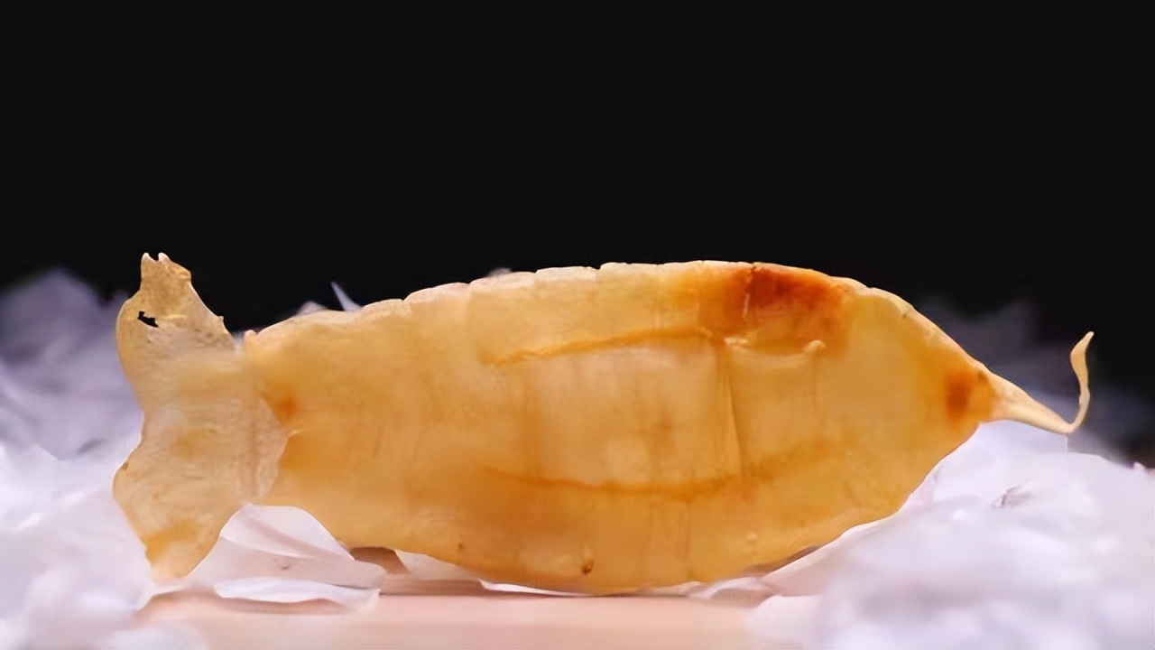 在鲜味江湖里，广东这座小城堪称食客天堂