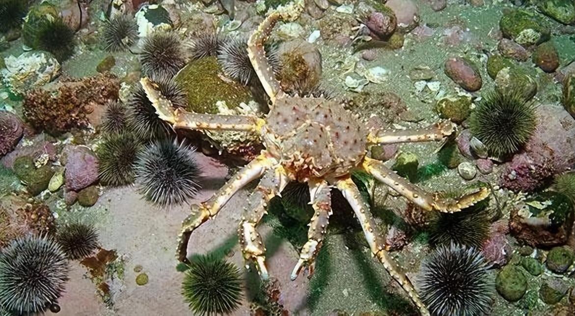 帝王蟹泛滥成灾入侵南极,巨型帝王蟹入侵