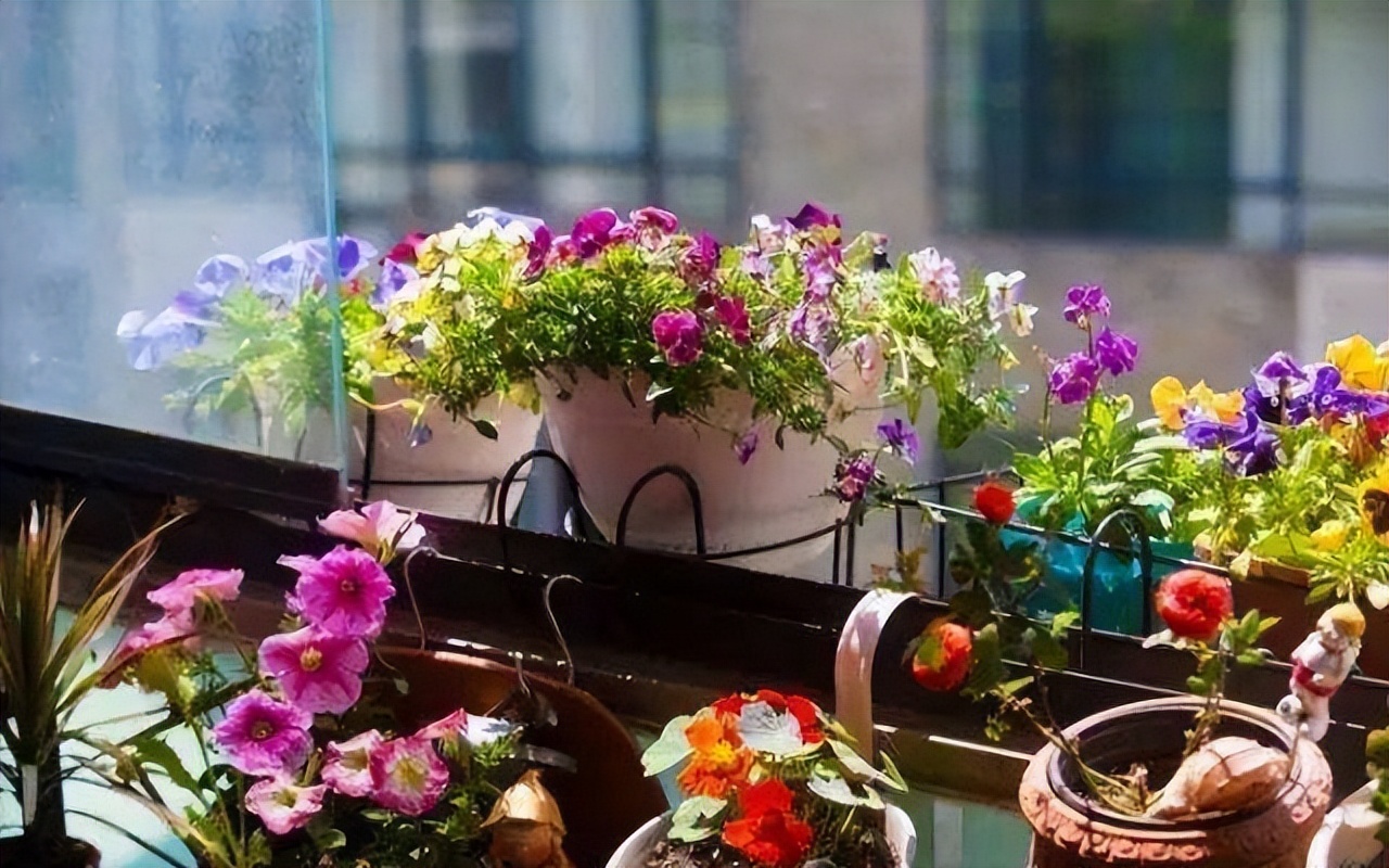 摆在家里最旺的十种花,什么花摆放卧室好养又好看