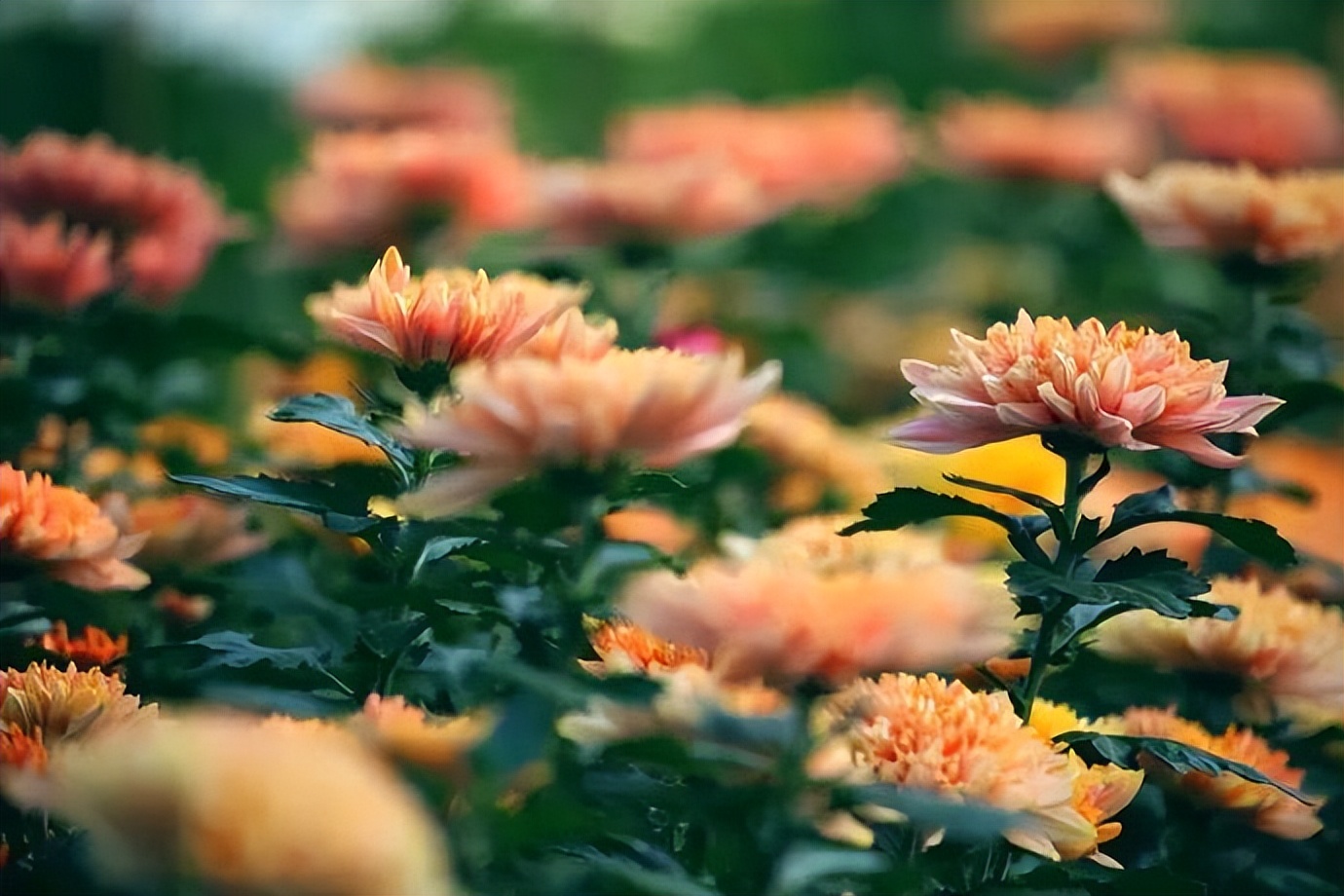 梦到亲人离世预示着什么,梦到已故的亲人往往预示着三件事