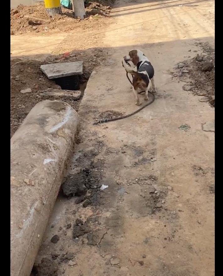 狗狗子宫脱落无法复位,狗狗子宫脱垂不治会怎样