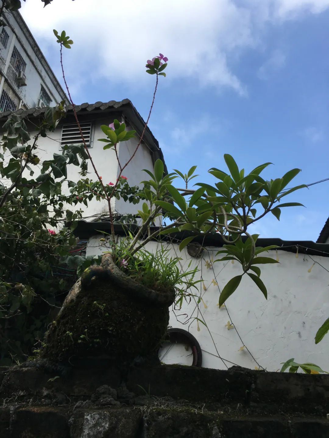 《旭光骑行深圳》第22站——龙华区观湖街道