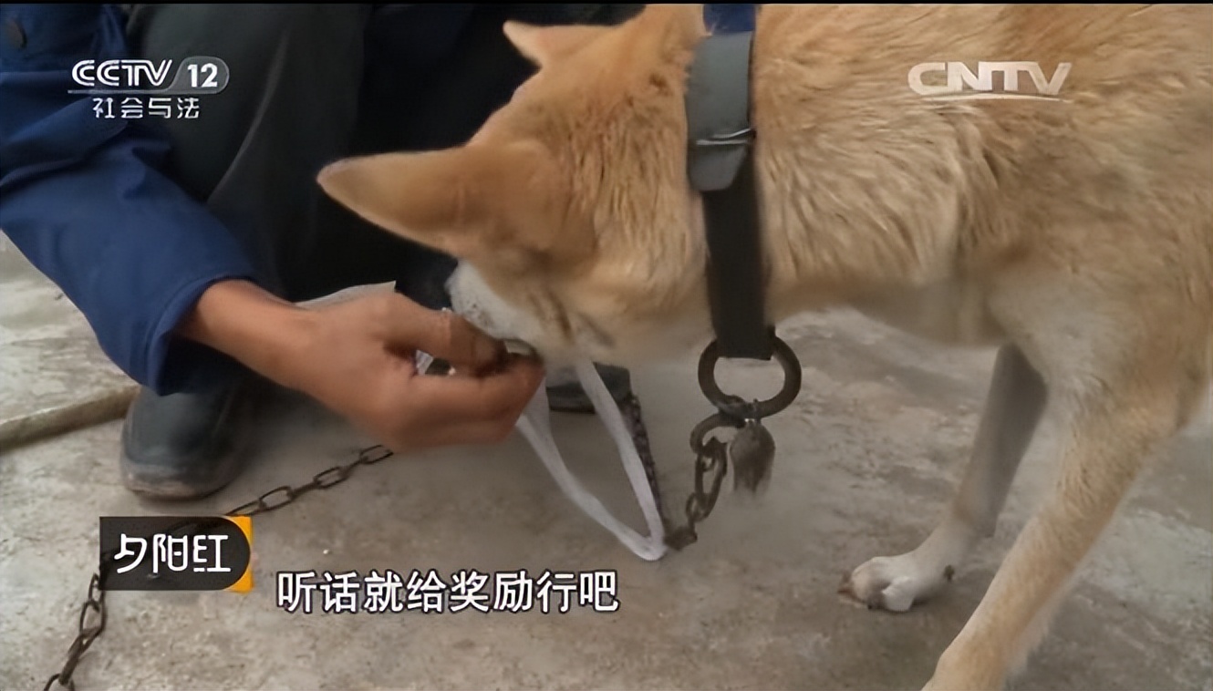 土狗成为导盲犬的辛酸,哪些品种的狗狗成为导盲犬