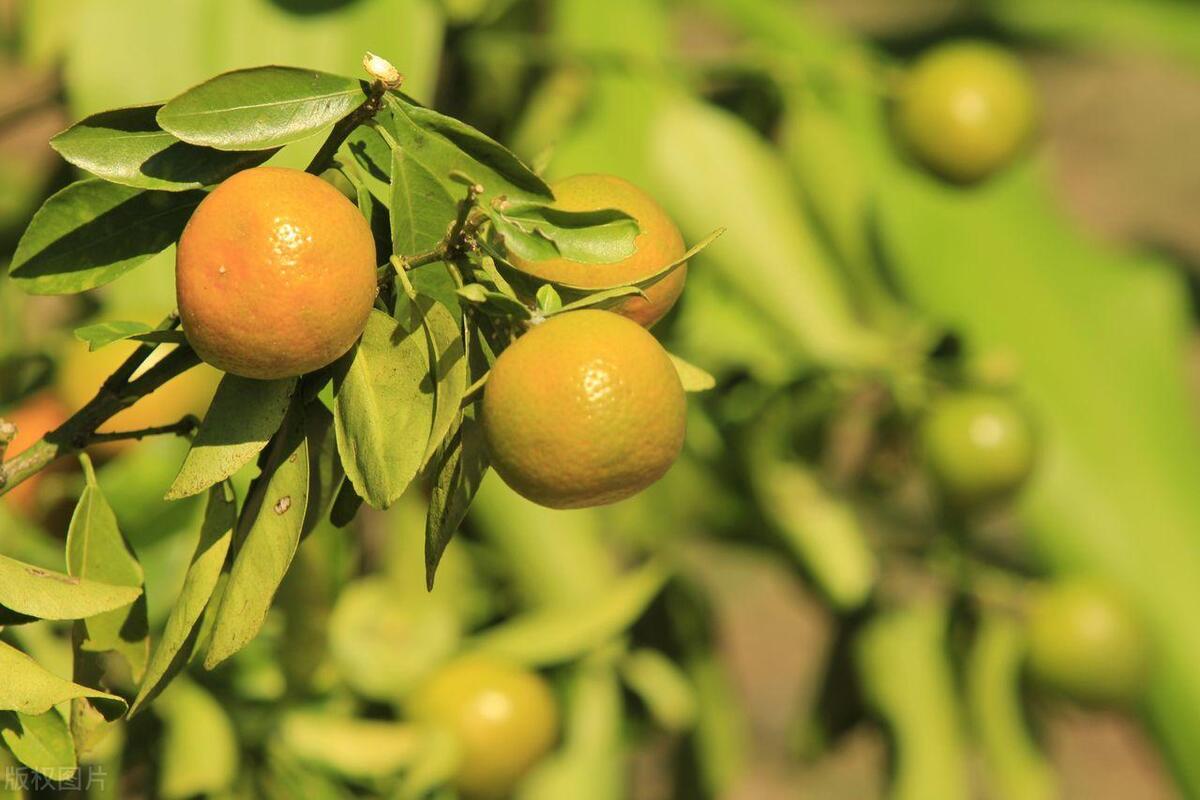 长沙最重要的特产是哪些,长沙有哪些特产最值得买