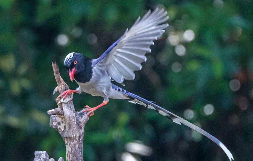 50张最佳鸟类摄影作品,鸟儿大全大图