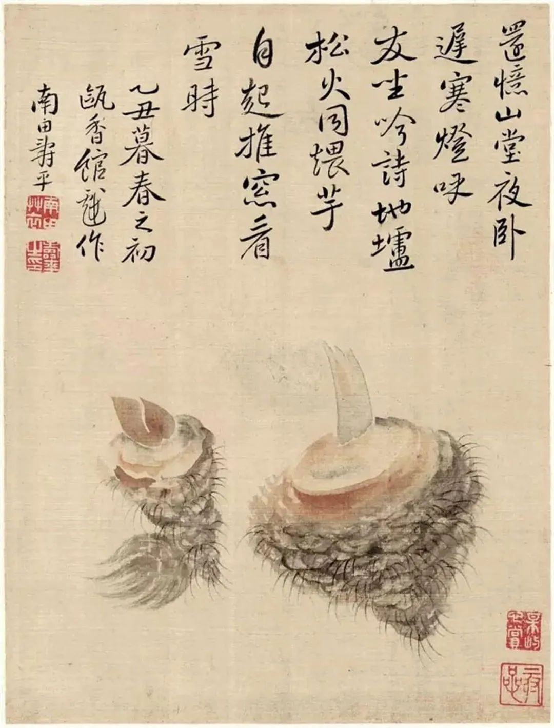 芋头高产窍门,芋头高产高效品种