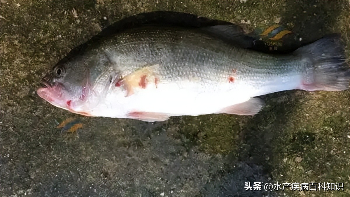 我善治渔效果怎么样,我善治渔产品怎么样