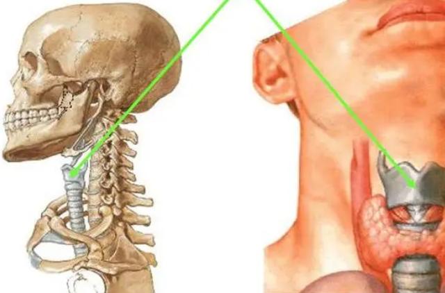 如果蚊子飞进耳朵怎么样,蚊子飞进鼻子有什么感觉