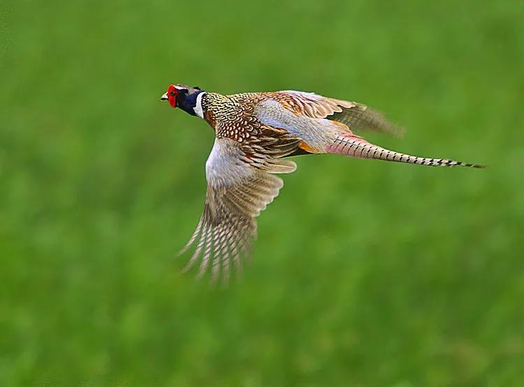 閲庨浮閲庡厰鎴愮伨瑙嗛,鏈変簺鍦版柟閲庨浮閲庡厰楦熺被绁稿搴勭