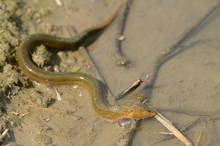 蛇吃黄鳝真会有危险吗,为什么蛇吃黄鳝会咬人