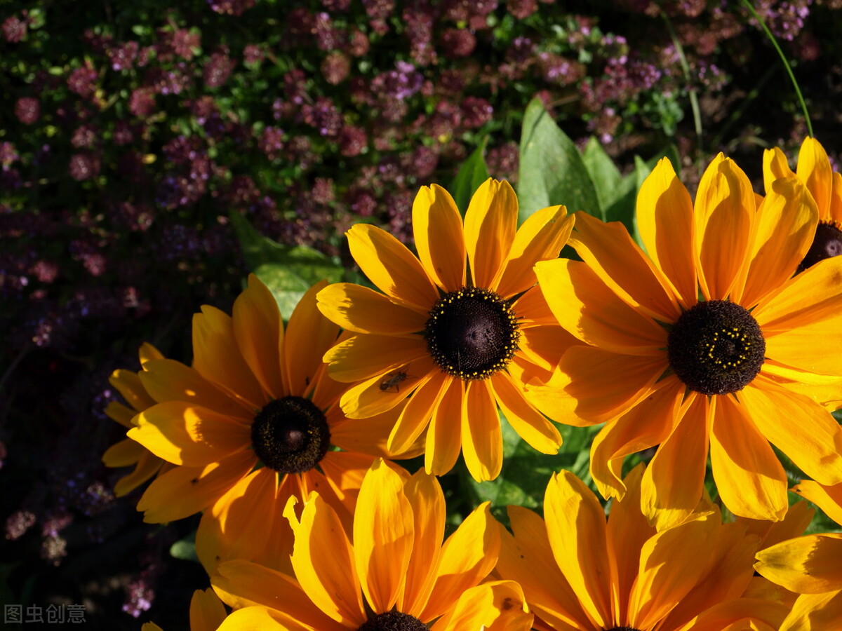 被画画耽误的作家,一个被画画耽误的民谣歌手