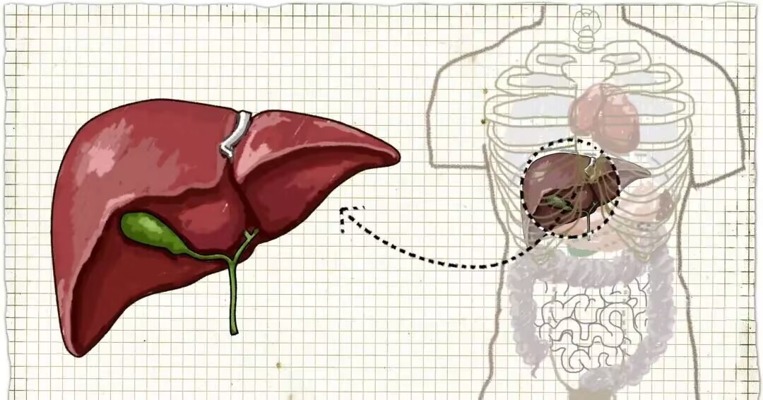 有乙肝已经肝硬化需要长期服药吗,乙肝患者擅自停药后怎么办