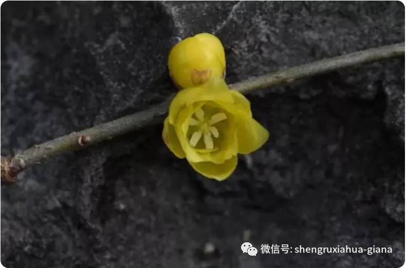 腊梅是在腊月开的,梅花是蜡梅还是腊梅