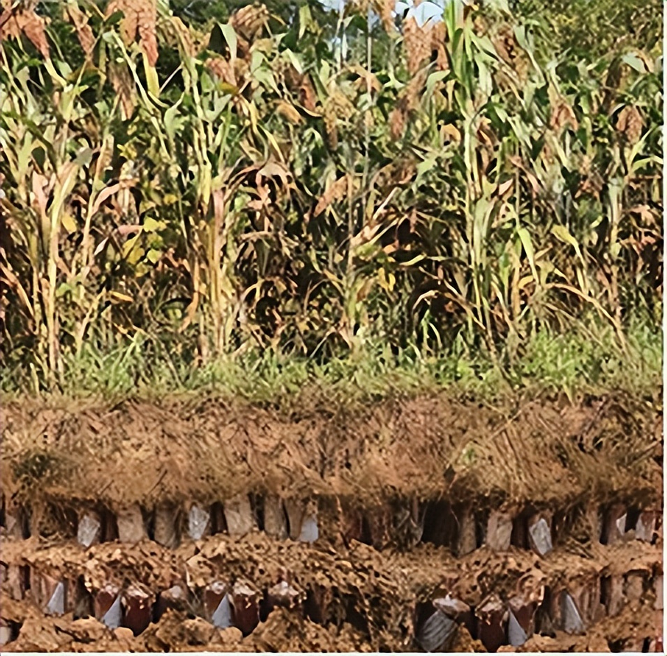 香港回归特制赖茅酒有多少瓶,赖茅香港回归特制酒真假辨别