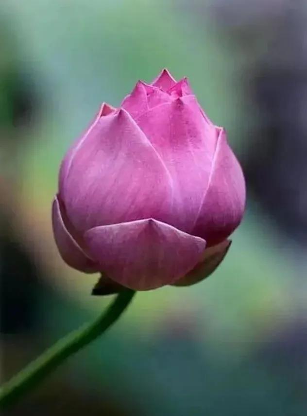 无穷莲叶，精彩纷呈