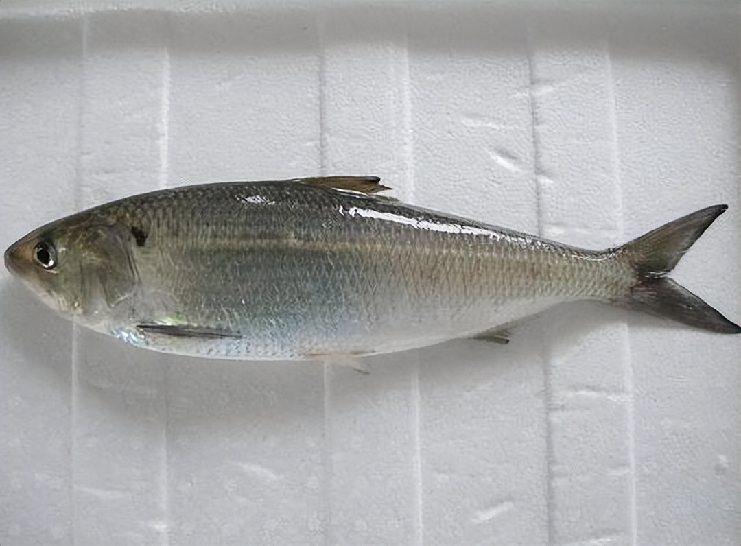 价格比较高名贵的鱼,常见淡水鱼大全钓友值得收藏