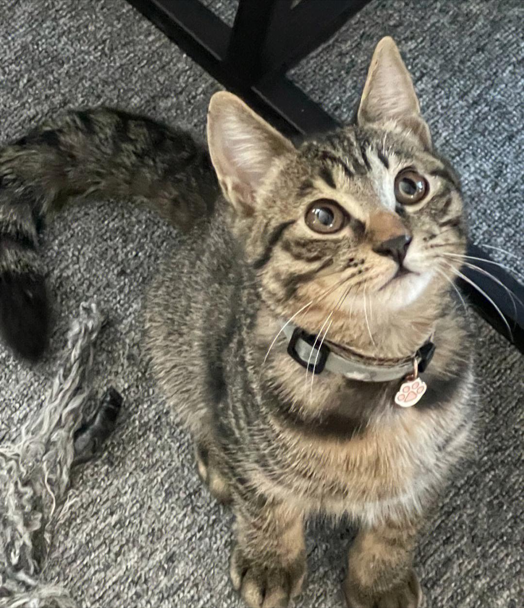 中国狸花猫在国外为什么很贵,为什么狸花猫最便宜