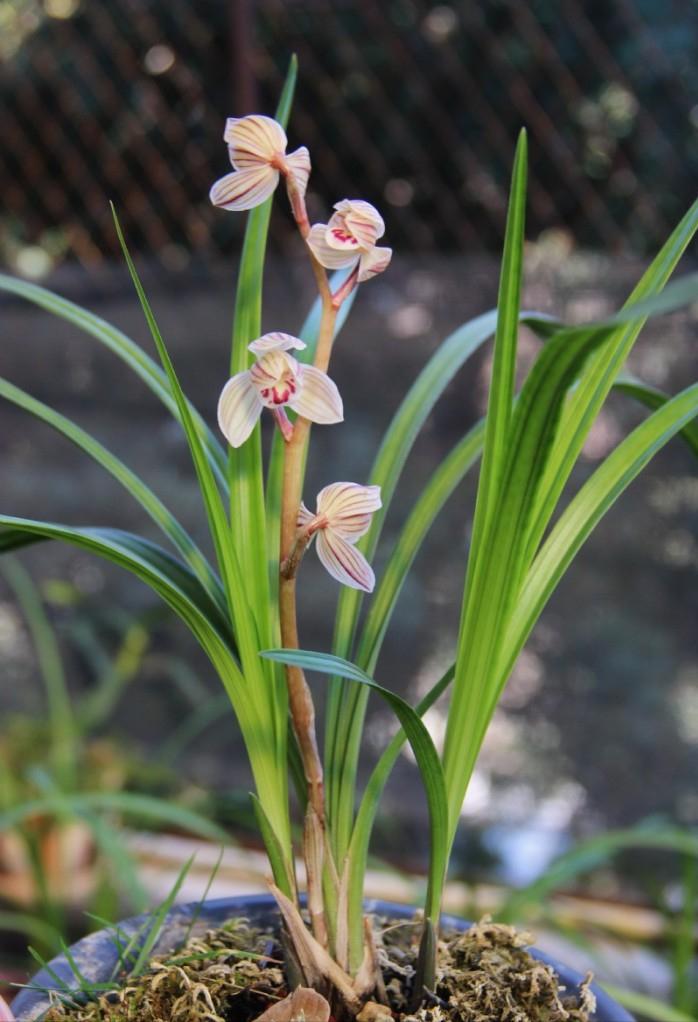 莲瓣兰精品花色排名,莲瓣兰的名品图片