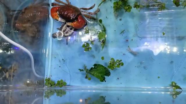 四块钱一条的电光美人，挂掉了，加餐加餐