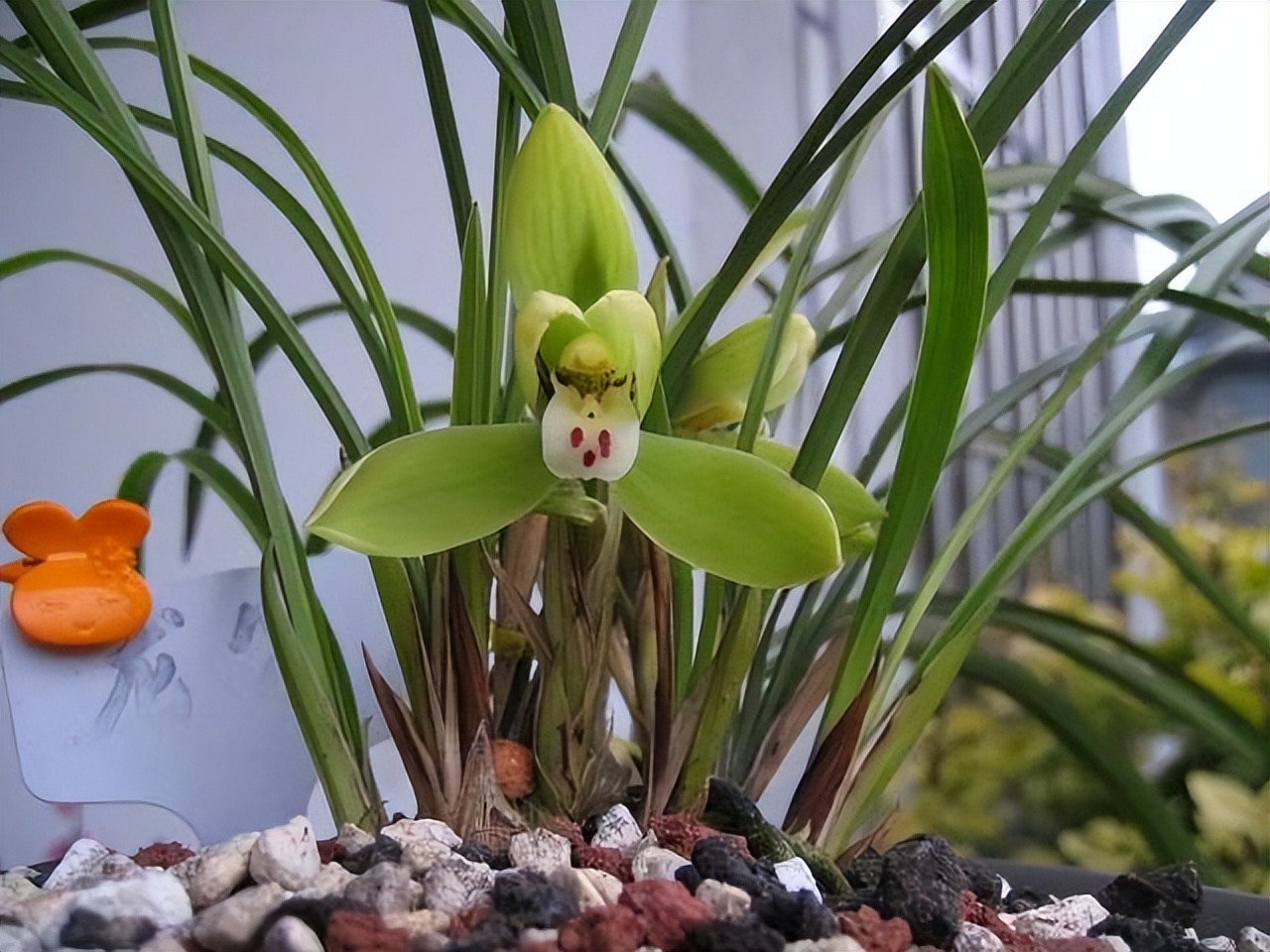 为什么兰花受这么多人吹捧,兰花为什么这么受欢迎