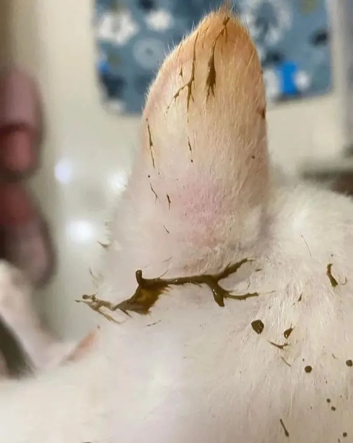 我哥窜稀，喷了我家猫一头粑粑！猫：我屎到淋头了...